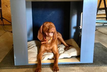 Nala bekommt eine neue Hundebox für den Kurzhauber