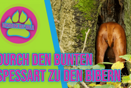 Durch den bunten Spessart 🍁 zu den Bibern – Hohenzell – Wandern mit Hund 🐶