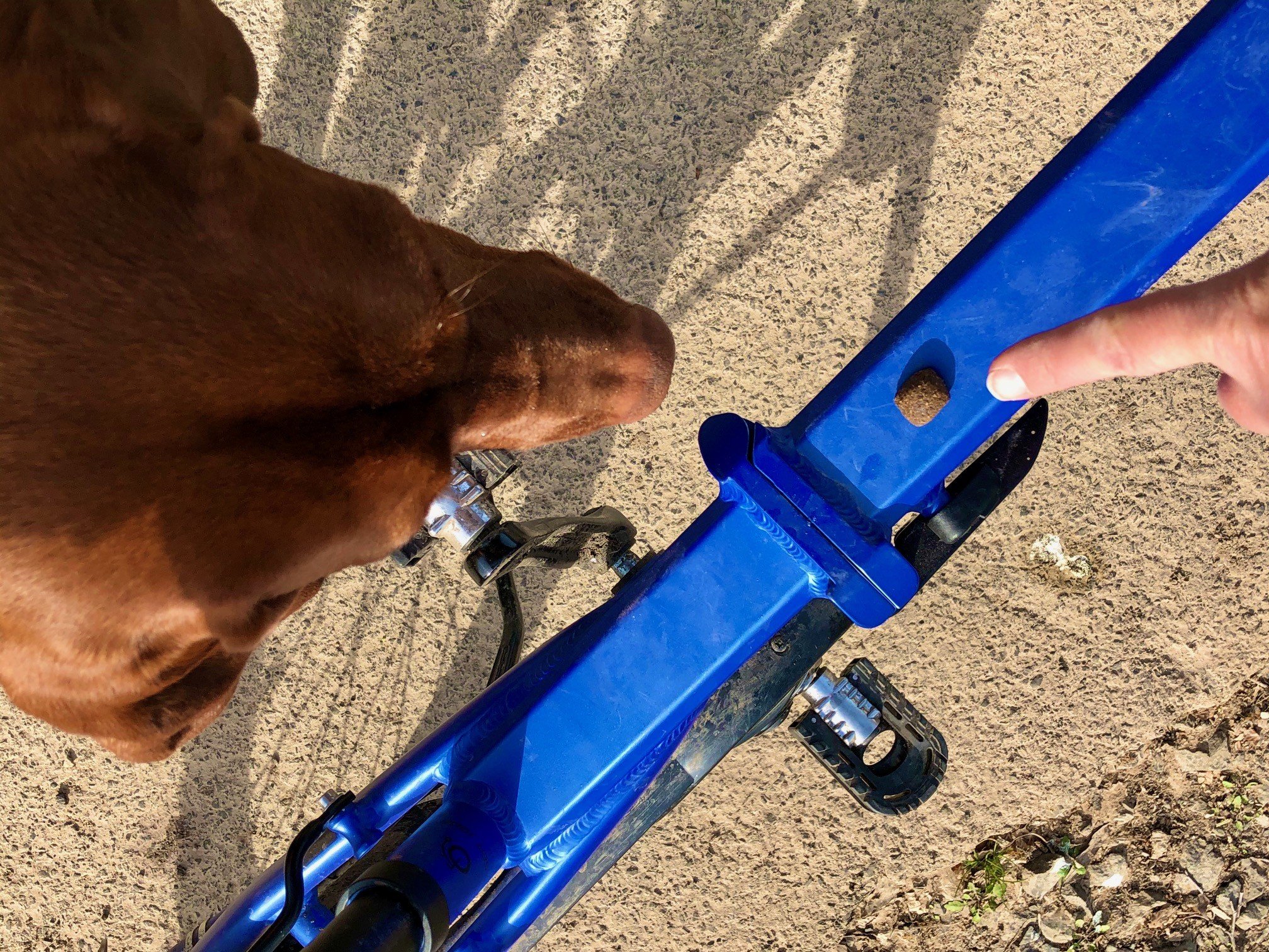 Radeln mit Nala 🐶 Fahrrad 🚲 fahren mit Hund 🐕 FantastischFrei.de