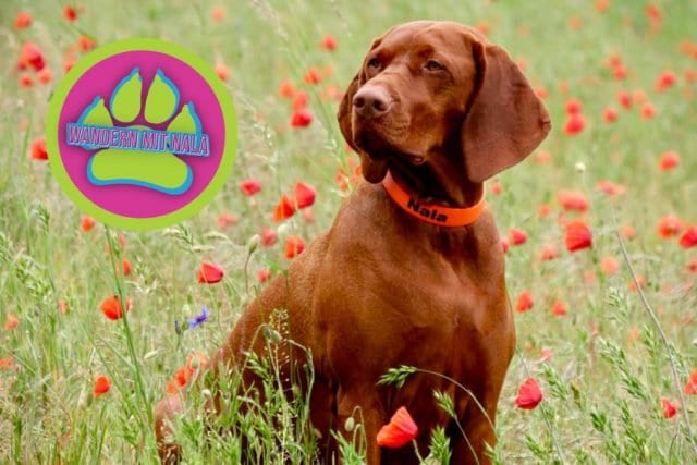 Affolderner See – Zwischen Kraftwerk und 🏞️ Nationalpark Kellerwald-Edersee – Wandern mit Hund 🐕