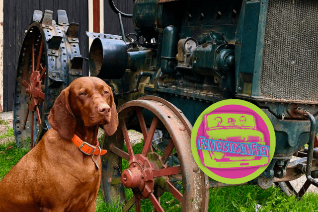 Gamla Linköping – Das alte Schweden 🇸🇪 – Freiheitstour 2020 – Roadtrip mit Hund 🐕 [Video]