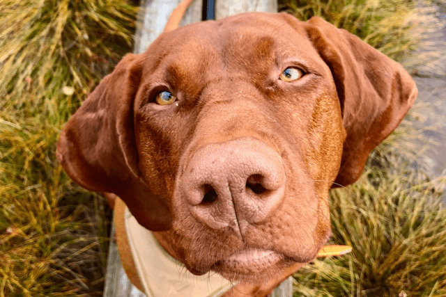 Wandern im großen Moor – Store Mosse 🇸🇪 – Freiheitstour 2020 – Roadtrip mit Hund 🐕 [Video]